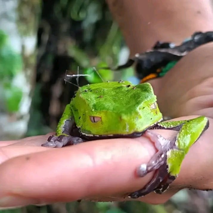 Phyllomedusa bicolor — the giant green tree frog of the Amazon, source of Kambo medicine