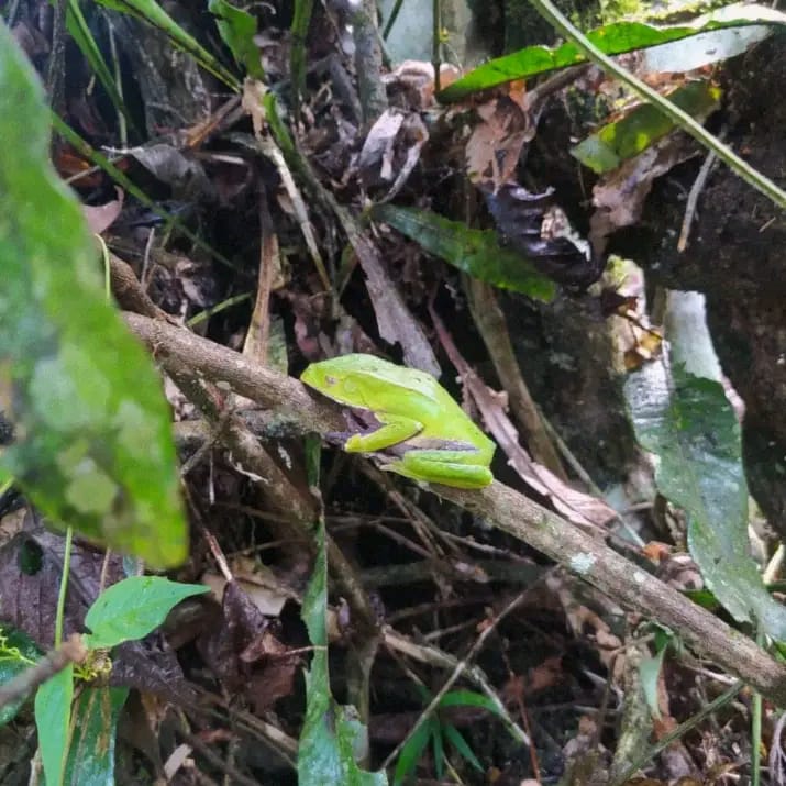 Tree frog in its natural Amazonian habitat